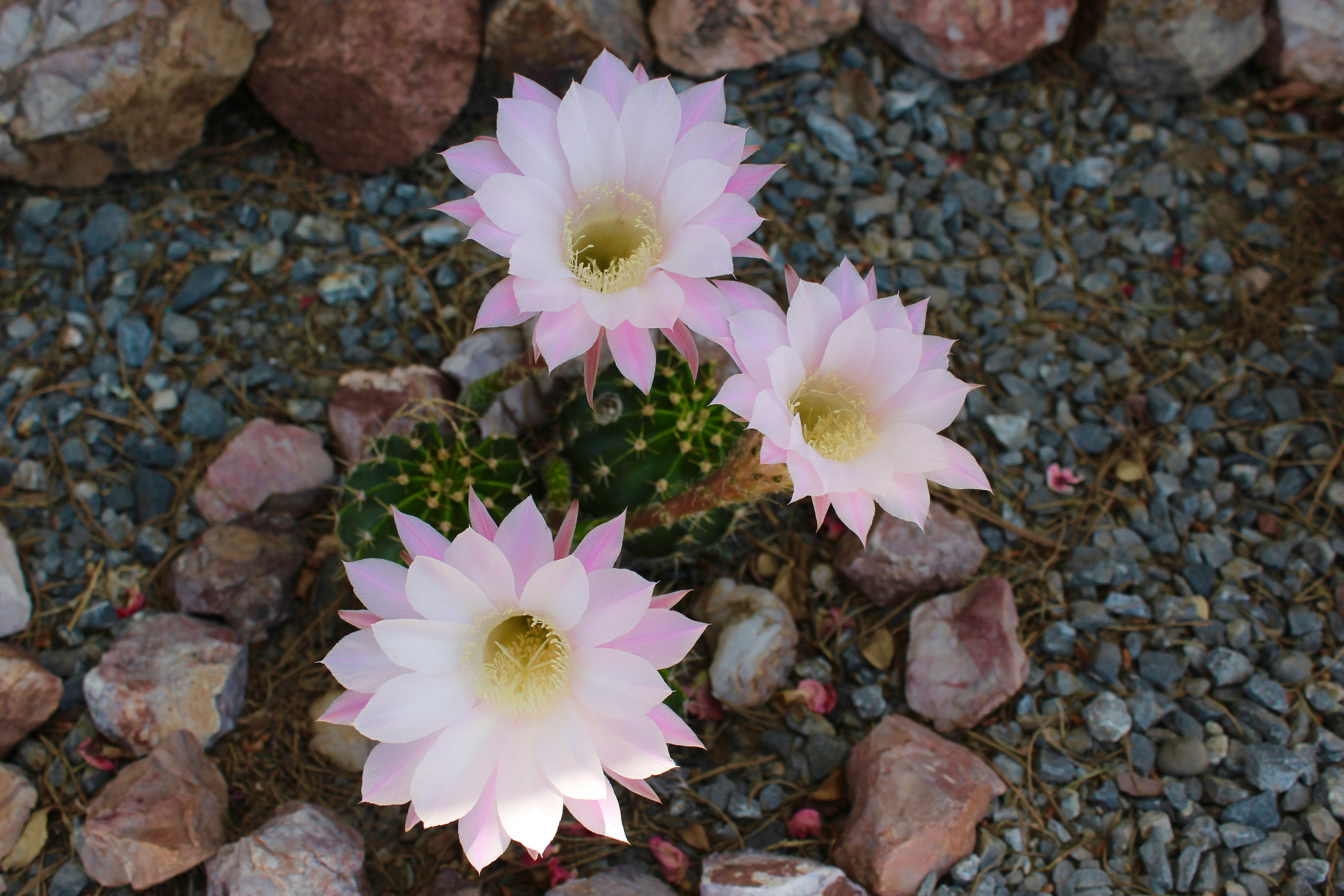 Course Image for Q66594 Art for Building Confidence: Cactus in Bloom - Taster