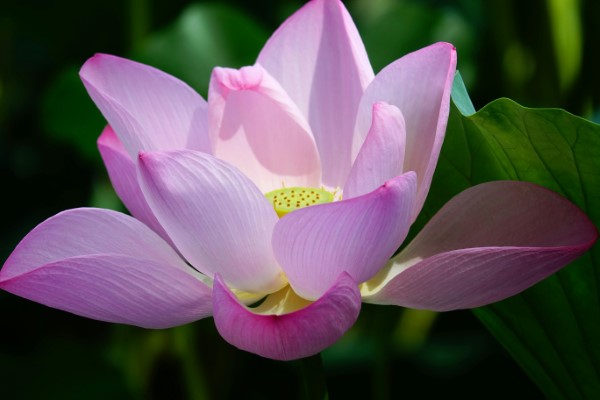 Course Image for Q66568 Art As Emotional Therapy - Developer