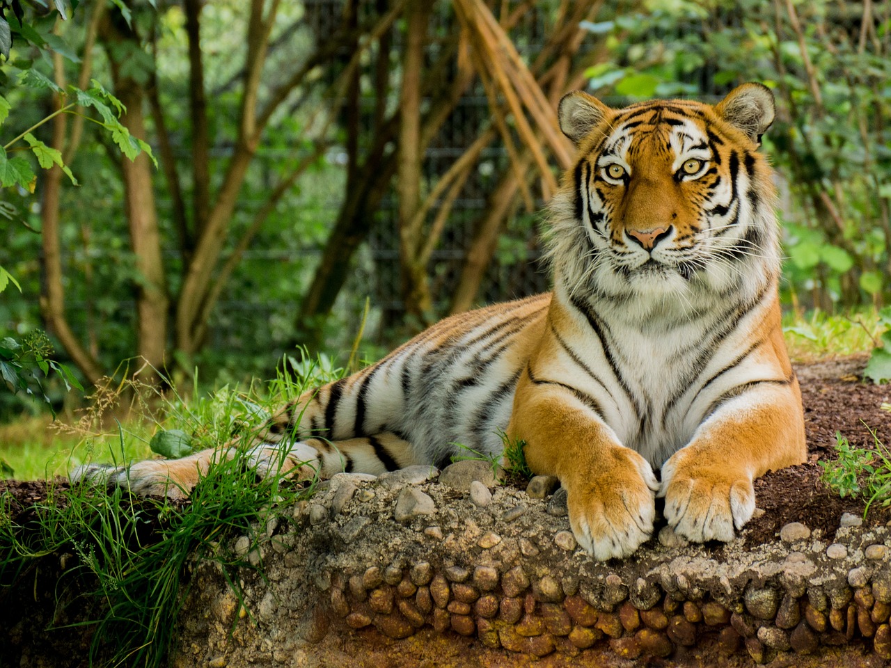 Course Image for Q66632 Story Activity Morning: The Tiger Who Came to Tea - Taster
