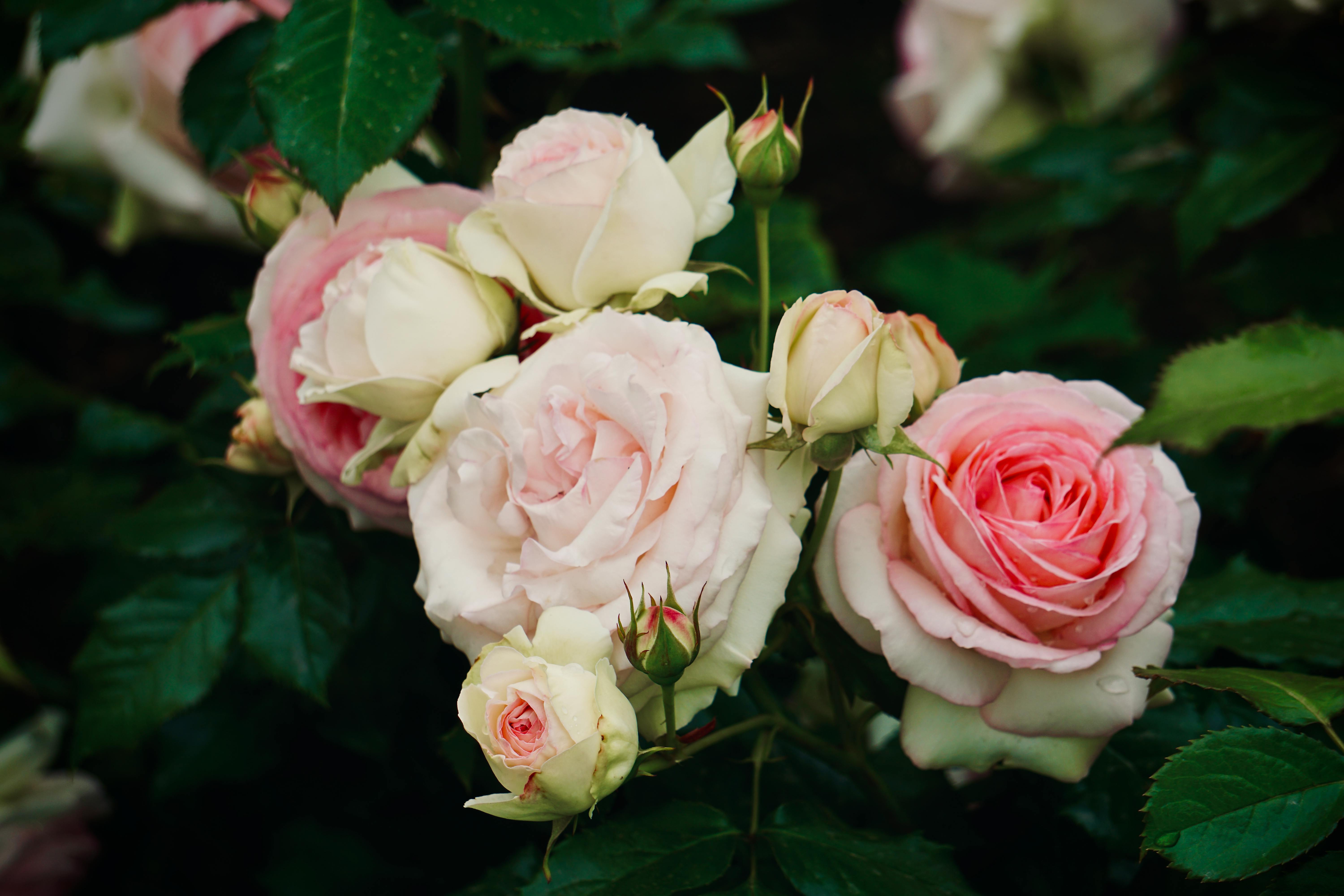 Course Image for T00543 Building Confidence Through the Arts: Botanical Sketching with Pencil and Watercolour - Starter