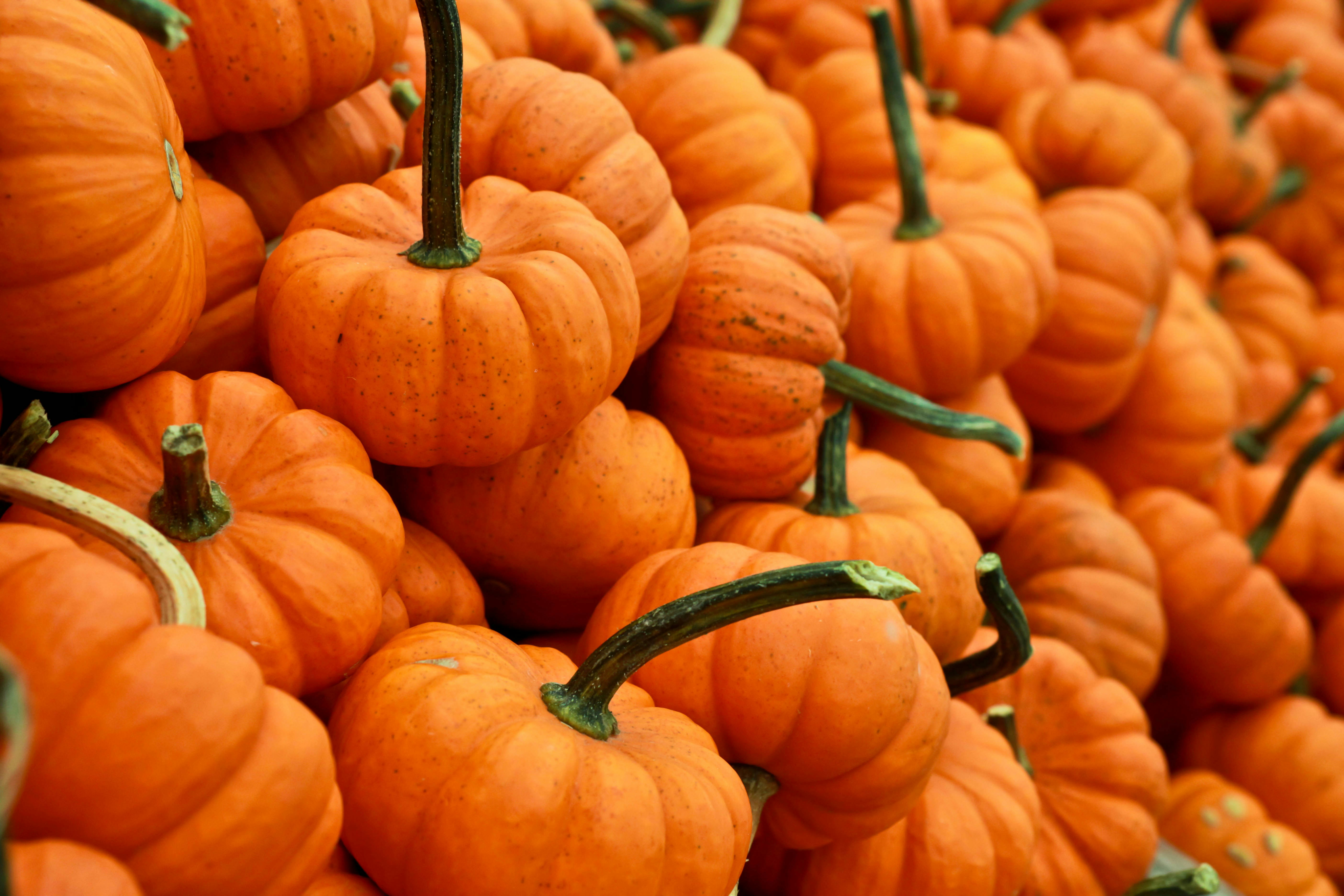 Course Image for Q66113 Family Felting: Halloween Pumpkins - Starter