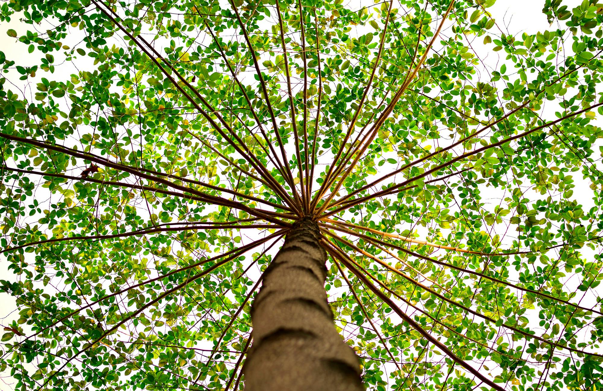 Course Image for S00068 Introduction to Broadleaf Trees - Starter